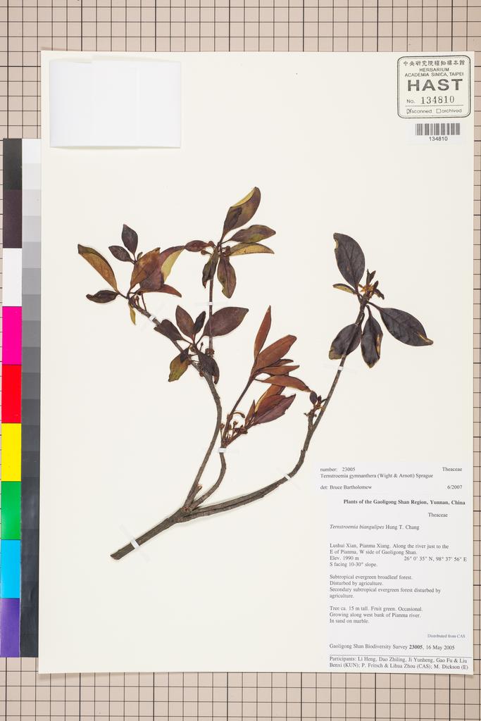 <Unit #129747 Gaoligong Shan Biodiversity Survey | 23005:: | Ternstroemia gymnanthera (Wight & Arn.) Sprague>