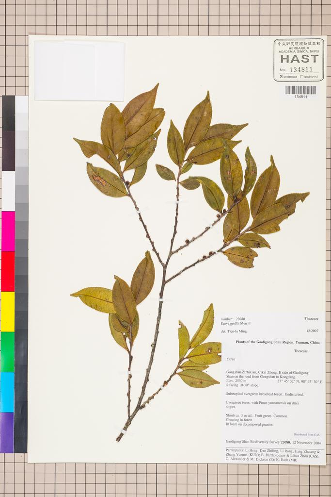 <Unit #129767 Gaoligong Shan Biodiversity Survey | 23080:: | Eurya groffii Merr.>