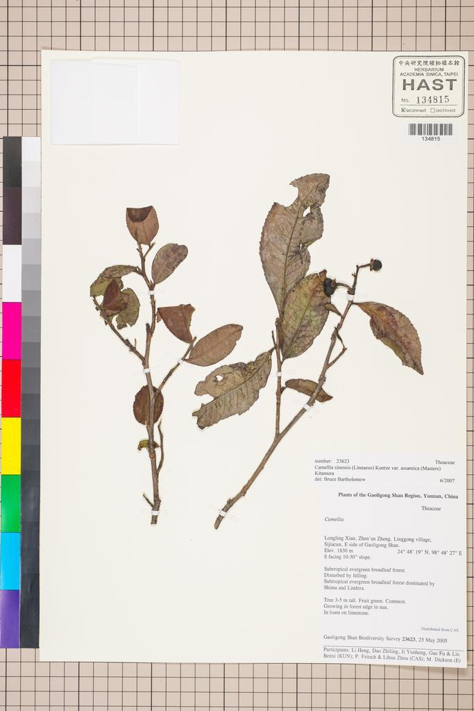 <Unit #129772 Gaoligong Shan Biodiversity Survey | 23623:: | Camellia sinensis (L.) Ktze. var. assamica (Mast.) Kitam.>