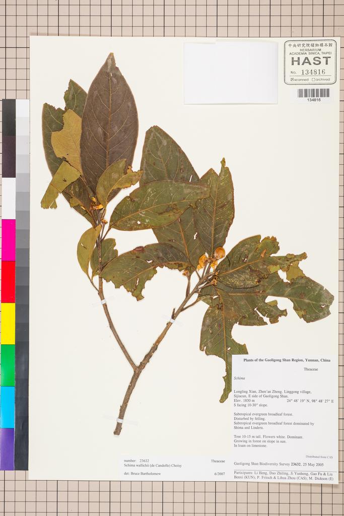 <Unit #129751 Gaoligong Shan Biodiversity Survey | 23632:: | Schima wallichii Choisy>