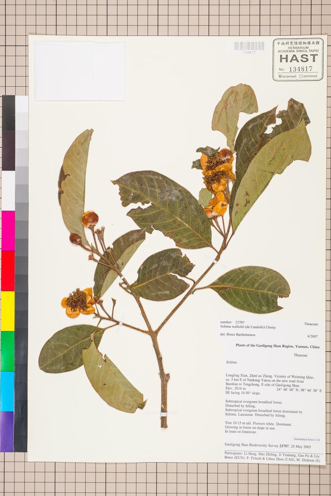 <Unit #129752 Gaoligong Shan Biodiversity Survey | 23707:: | Schima wallichii Choisy>