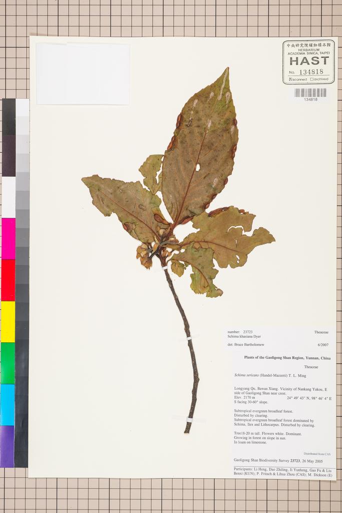 <Unit #129754 Gaoligong Shan Biodiversity Survey | 23723:: | Schima khasiana Dyer>