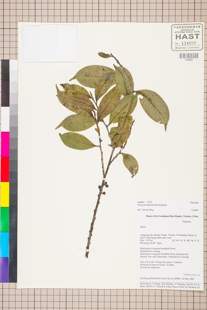 <Unit #129761 Gaoligong Shan Biodiversity Survey | 23761:: | Eurya pseudocerasifera Kobuski>