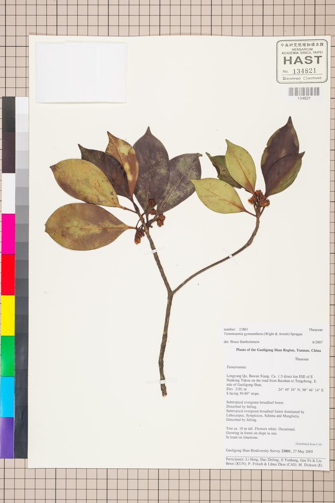 <Unit #129748 Gaoligong Shan Biodiversity Survey | 23801:: | Ternstroemia gymnanthera (Wight & Arn.) Sprague>