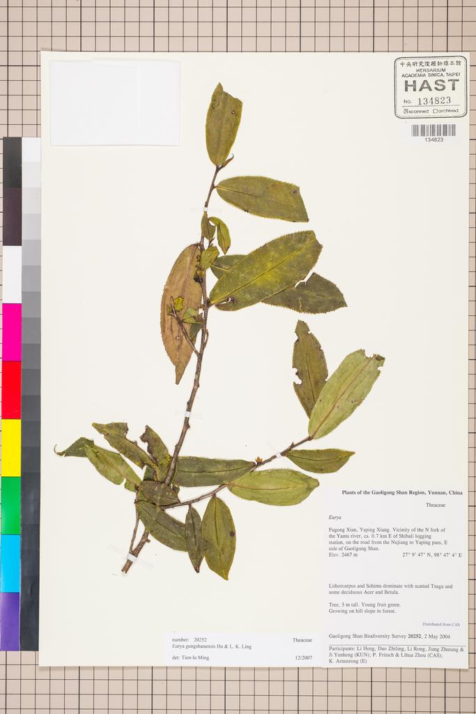 <Unit #129764 Gaoligong Shan Biodiversity Survey | 20252:: | Eurya gungshanensis Hu & L. K. Ling>