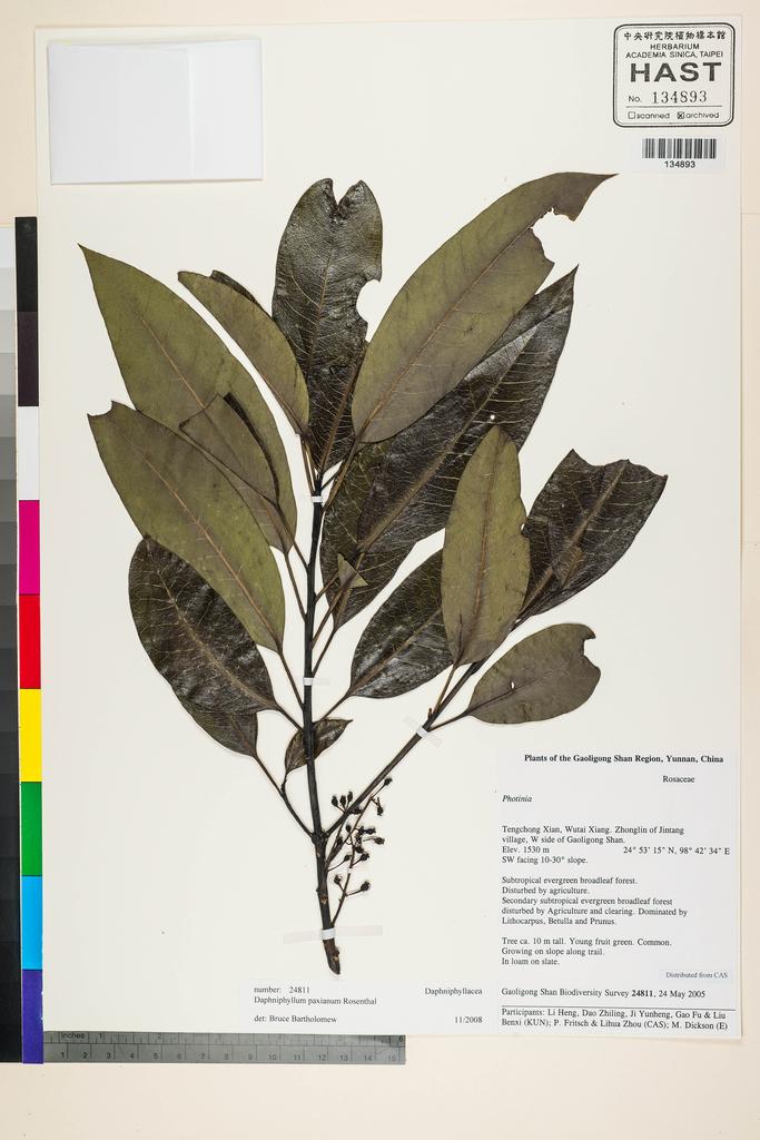 <Unit #119552 Gaoligong Shan Biodiversity Survey | 24811:: | Daphniphyllum paxianum K. Rosenthal>