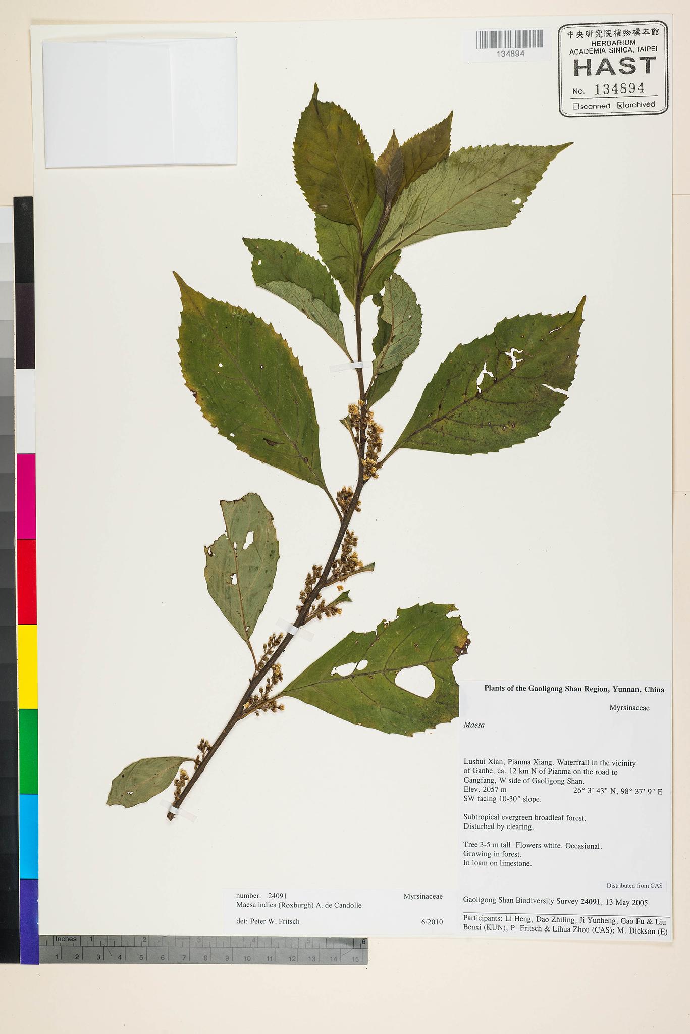 Sample image for viewer