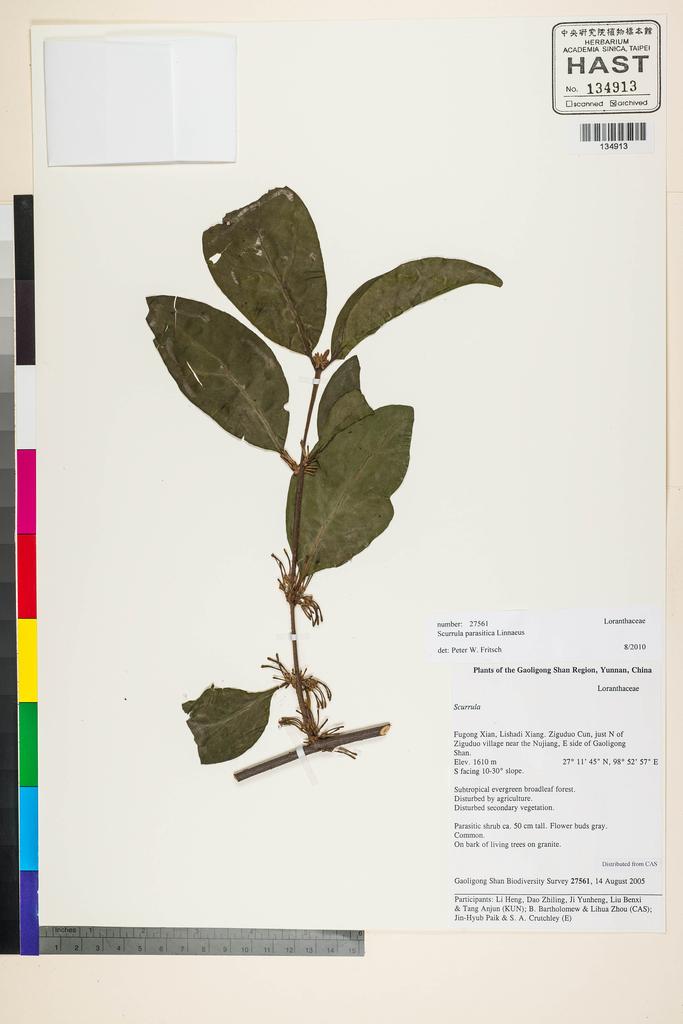<Unit #119504 Gaoligong Shan Biodiversity Survey | 27561:: | Scurrula parasitica L.>