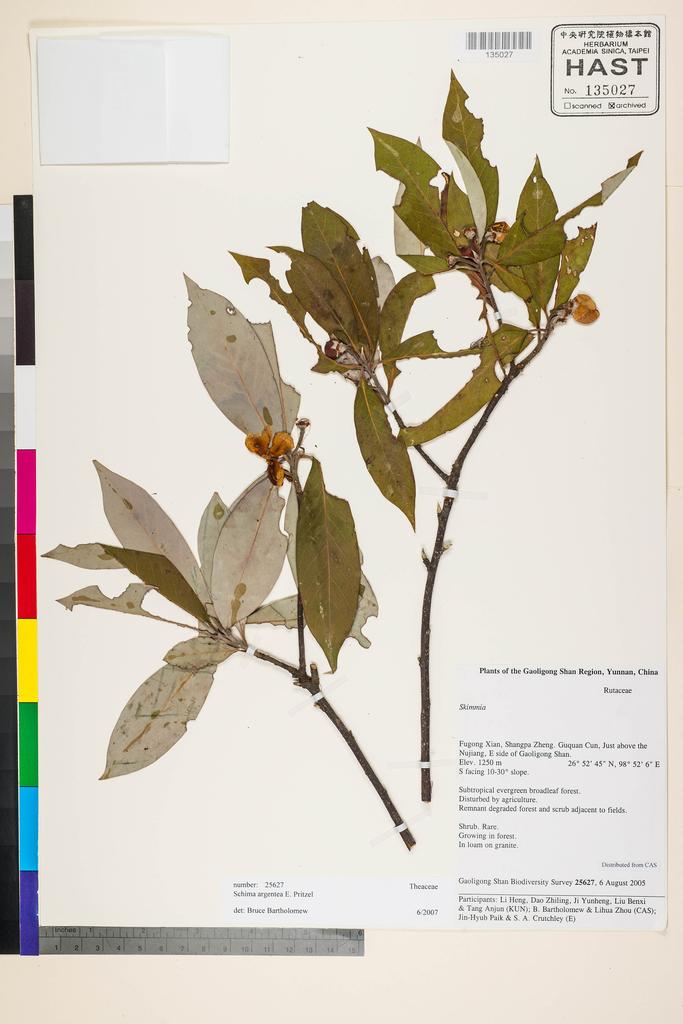 <Unit #124325 Gaoligong Shan Biodiversity Survey | 25627:: | Schima argentea E. Pritz.>