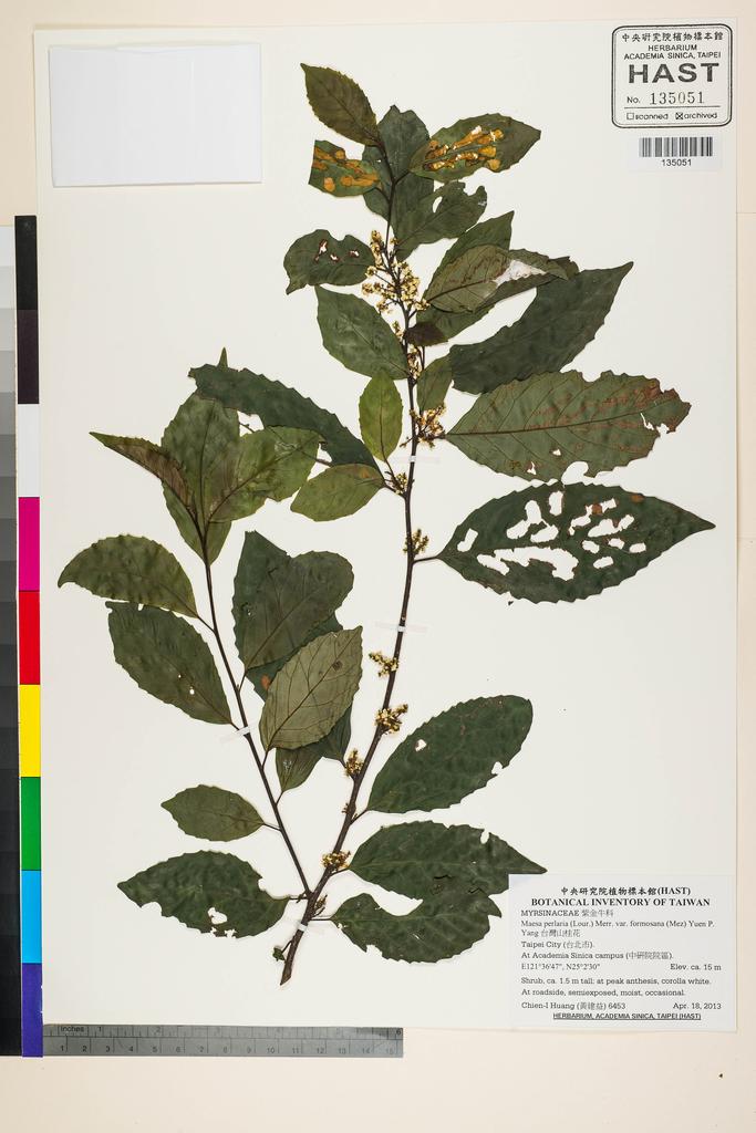 <Unit #118759 Huang, Chien-I | 黃建益 | 6453:: | Maesa perlaria (Lour.) Merr. var. formosana (Mez) Yuen P. Yang>