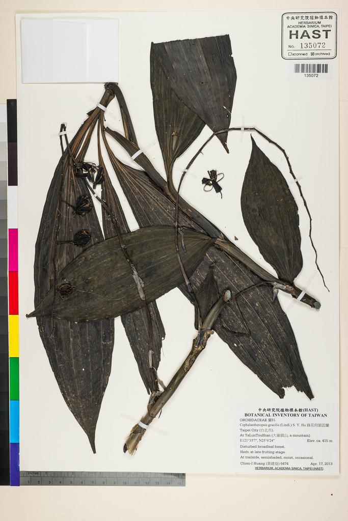 <Unit #118780 Huang, Chien-I | 黃建益 | 6474:: | Cephalantheropsis gracilis (Lindl.) S. Y. Hu>