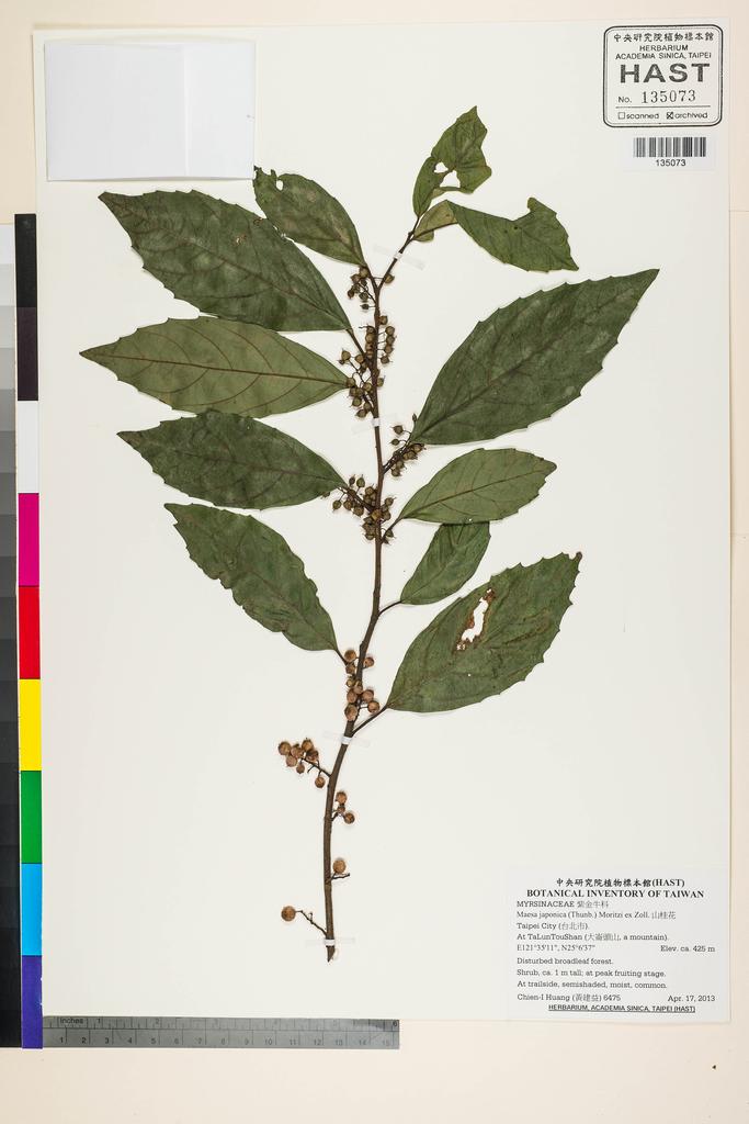 <Unit #118781 Huang, Chien-I | 黃建益 | 6475:: | Maesa japonica (Thunb.) Moritzi ex Zoll.>