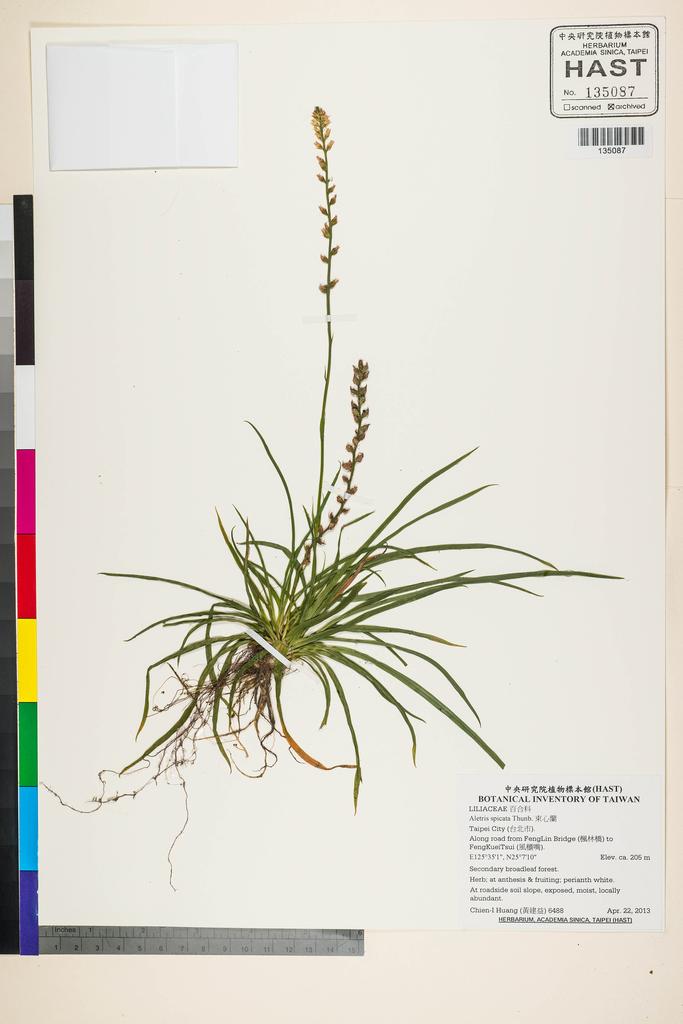 <Unit #118795 Huang, Chien-I | 黃建益 | 6488:: | Aletris spicata (Thunb.) Franch.>