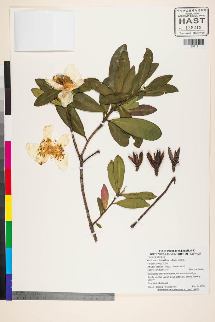 <Unit #118452 Huang, Chien-I | 黃建益 | 6323:: | Gordonia axillaris (Roxb. ex Ker Gawl.) D. Dietr.>