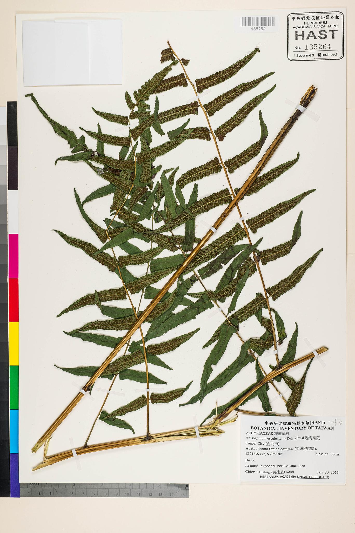 Sample image for viewer