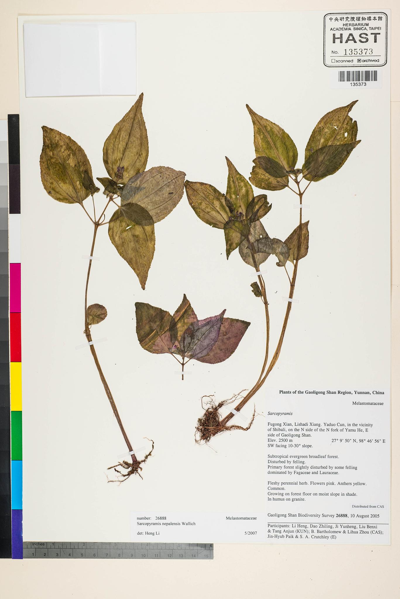 Sample image for viewer