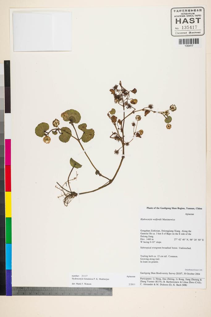 <Unit #119183 Gaoligong Shan Biodiversity Survey | 21117:: | Hydrocotyle himalaica P. K. Mukh.>