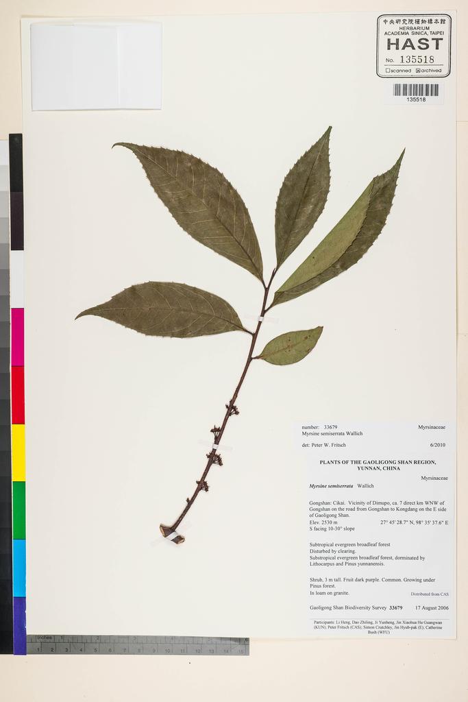 <Unit #124021 Gaoligong Shan Biodiversity Survey | 33679:: | Myrsine semiserrata Wall.>