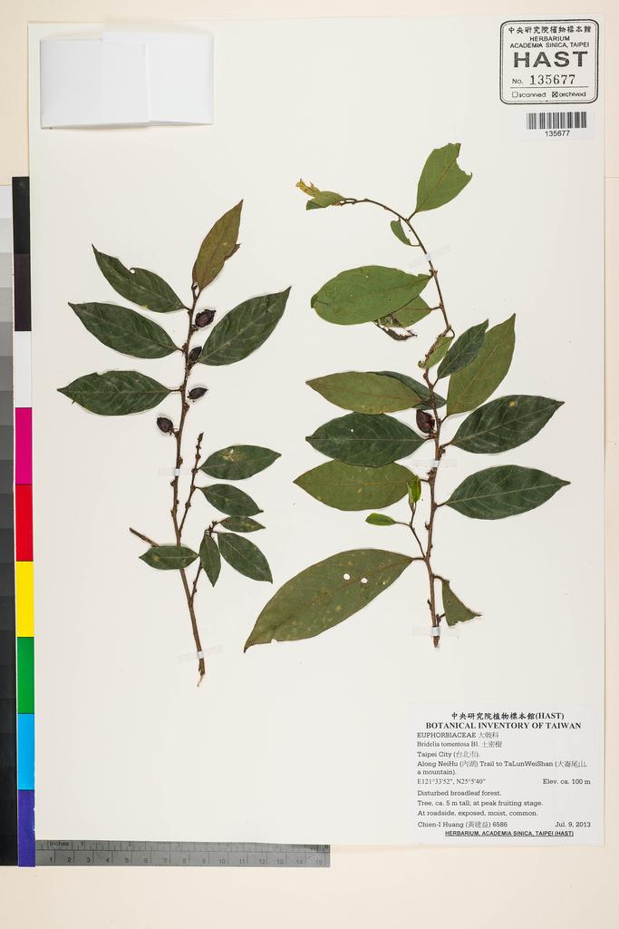 <Unit #119514 Huang, Chien-I | 黃建益 | 6586:: | Bridelia tomentosa Bl.>