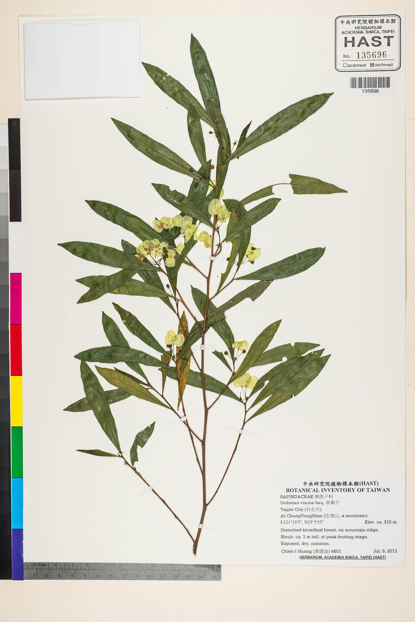 Sample image for viewer