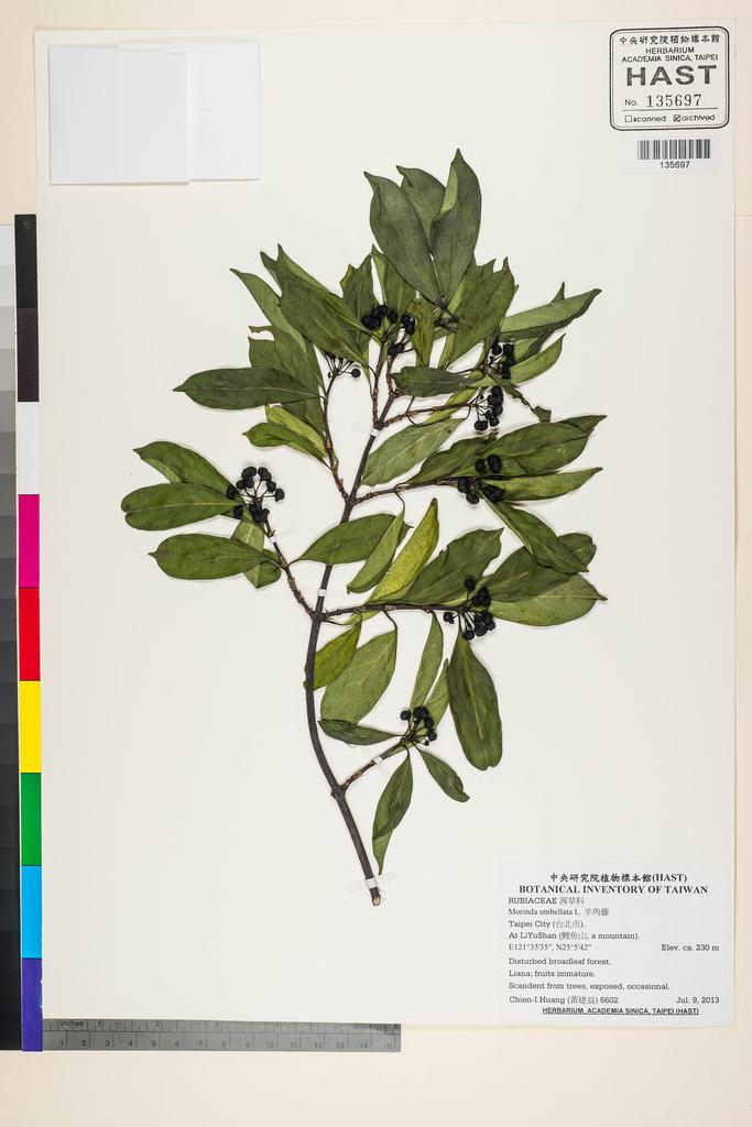 <Unit #119571 Huang, Chien-I | 黃建益 | 6602:: | Morinda umbellata L.>