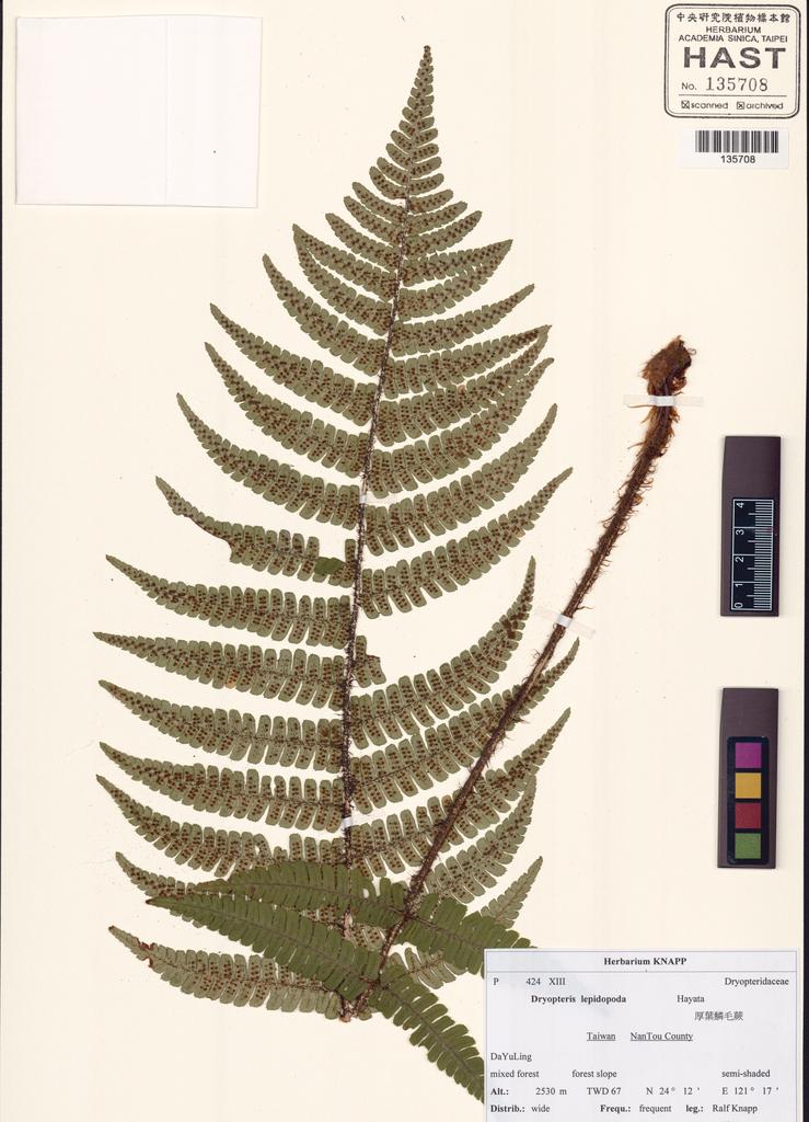<Unit #130506 Knapp, Ralf | 柯納普 | 2964:: | Dryopteris lepidopoda Hayata>