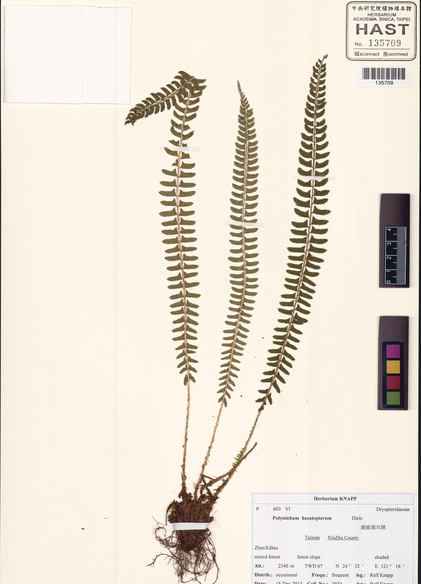 Sample image for viewer