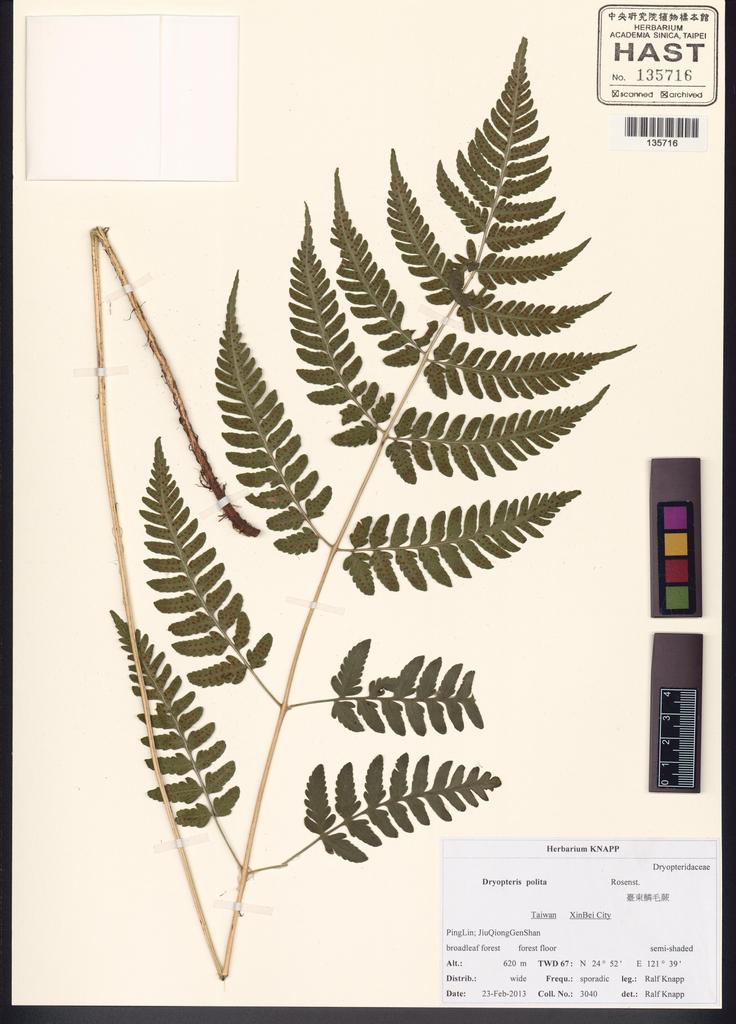 <Unit #130495 Knapp, Ralf | 柯納普 | 3040:: | Dryopteris polita Rosenst.>