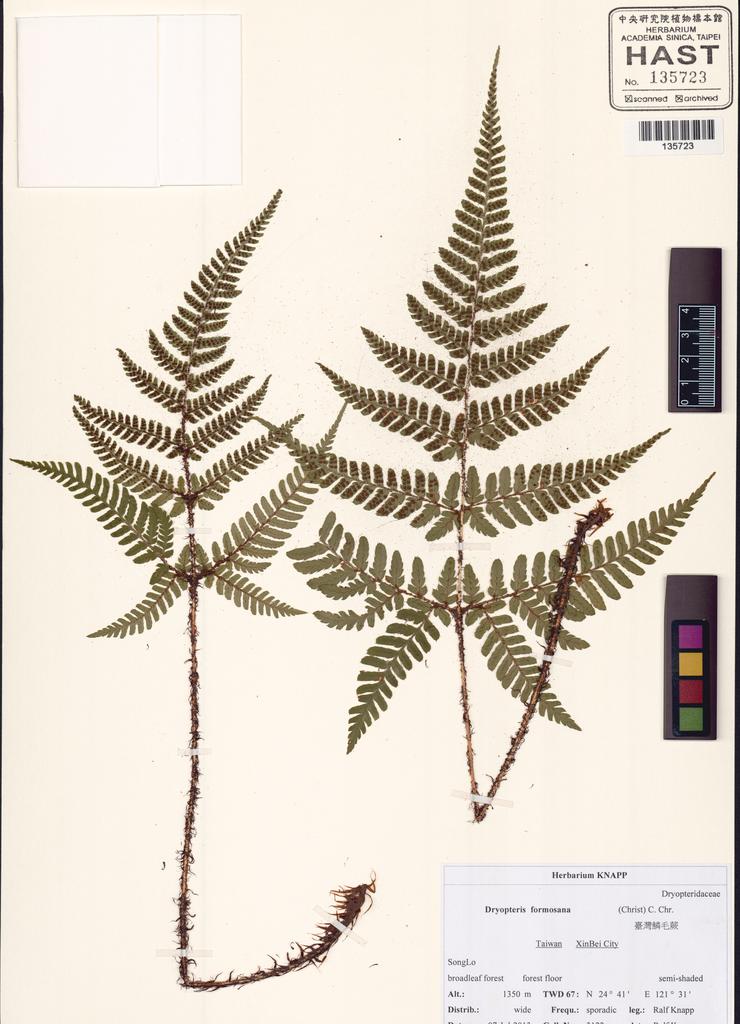 <Unit #130489 Knapp, Ralf | 柯納普 | 3122:: | Dryopteris formosana (H. Christ) C. Chr.>
