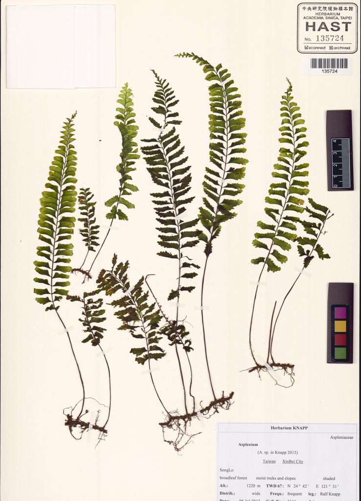 <Unit #130488 Knapp, Ralf | 柯納普 | 3116:: | Asplenium>