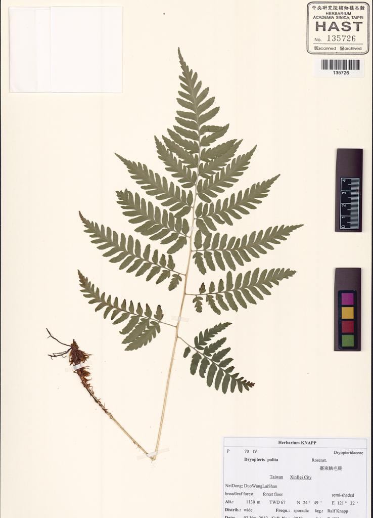 <Unit #130486 Knapp, Ralf | 柯納普 | 2948:: | Dryopteris polita Rosenst.>