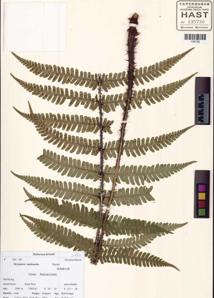 <Unit #130483 Knapp, Ralf | 柯納普 | 2963:: | Dryopteris lepidopoda Hayata>