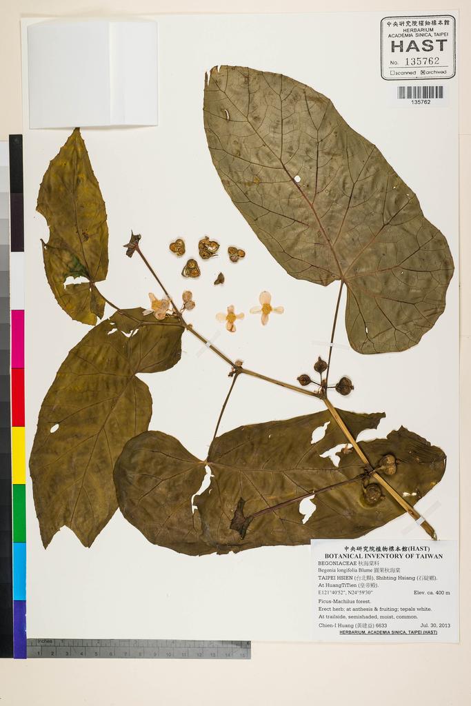 <Unit #121280 Huang, Chien-I | 黃建益 | 6633:: | Begonia longifolia Blume>