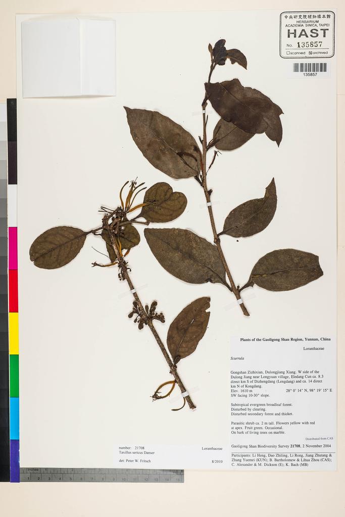 <Unit #124458 Gaoligong Shan Biodiversity Survey | 21708:: | Taxillus sericus Danser>