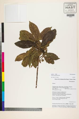 Sloanea leptocarpa (Sloanea leptocarpa)