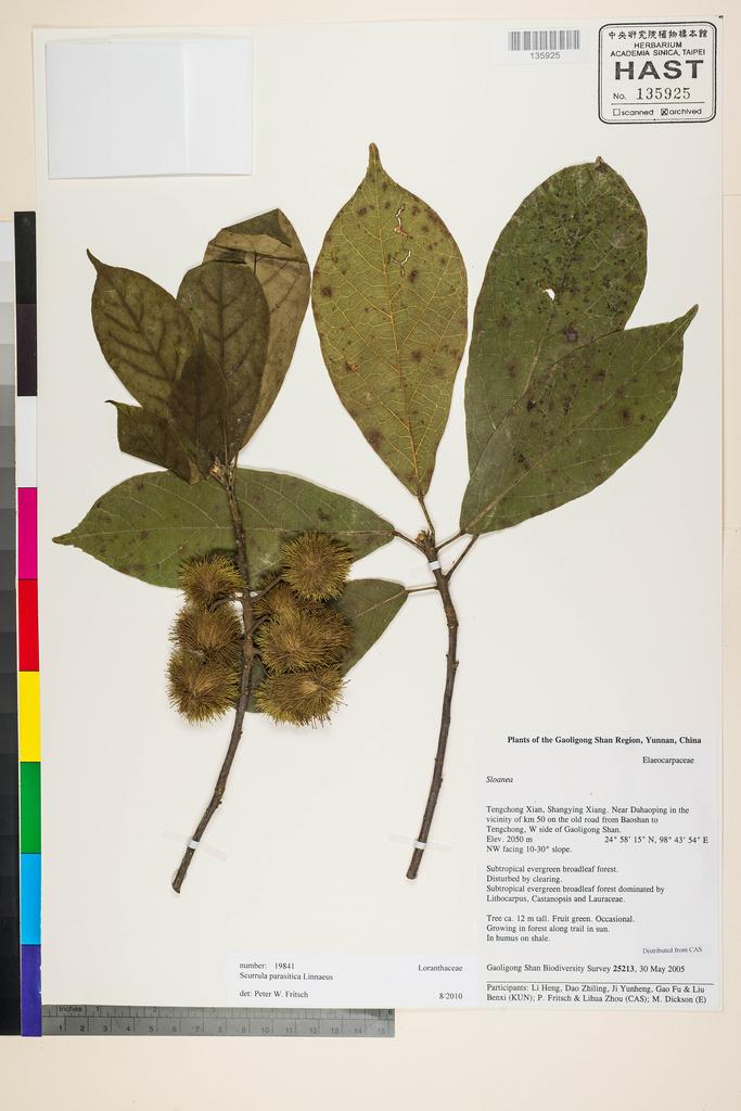 <Unit #124430 Gaoligong Shan Biodiversity Survey | 25213:: | Scurrula parasitica L.>