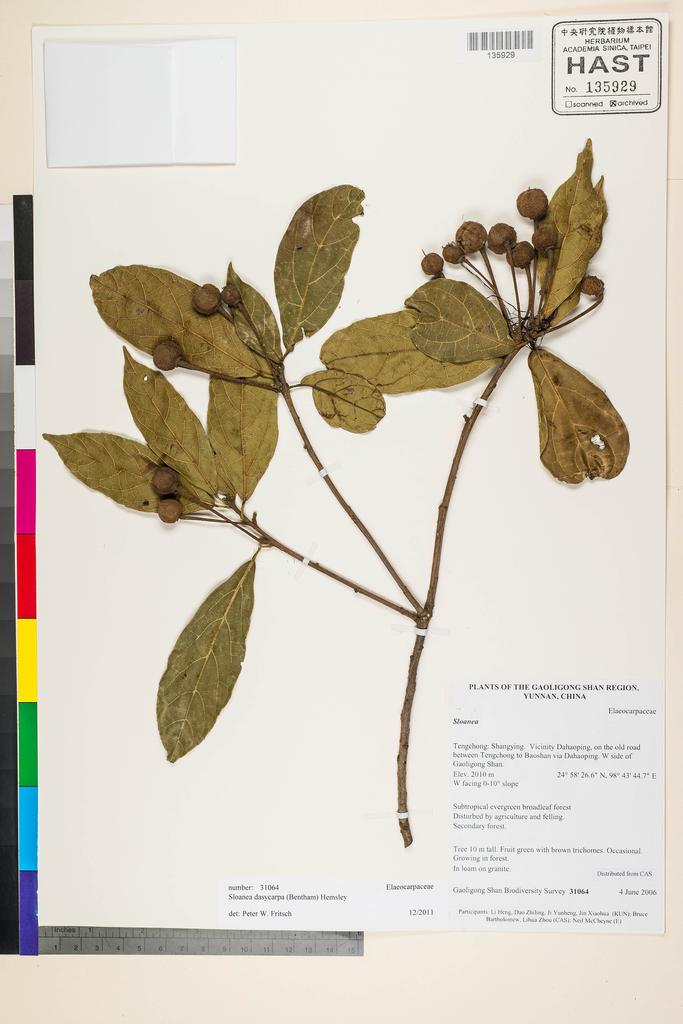 <Unit #124364 Gaoligong Shan Biodiversity Survey | 31064:: | Sloanea dasycarpa (Benth.) Hemsl.>