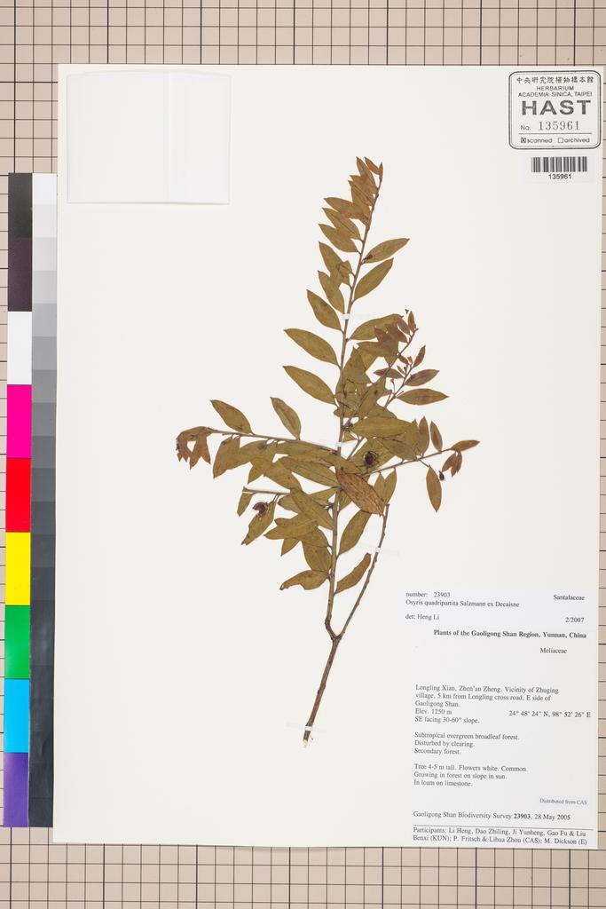 <Unit #129834 Gaoligong Shan Biodiversity Survey | 23903:: | Osyris quadripartita Salzm. ex Decne.>