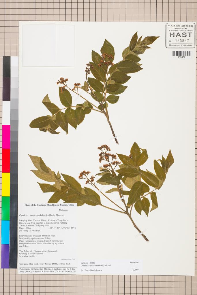 <Unit #129838 Gaoligong Shan Biodiversity Survey | 23480:: | Cipadessa baccifera (Roth) Miq.>