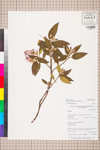 Melastoma malabathricum L.