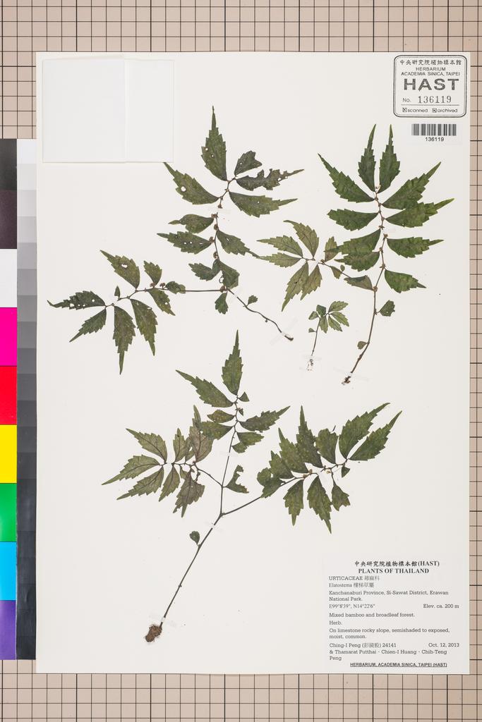 <Unit #124571 Peng, Ching-I | 彭鏡毅 | 24141:: | Elatostema>
