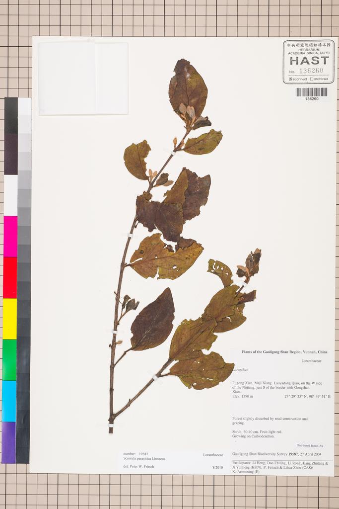 <Unit #129814 Gaoligong Shan Biodiversity Survey | 19587:: | Scurrula parasitica L.>