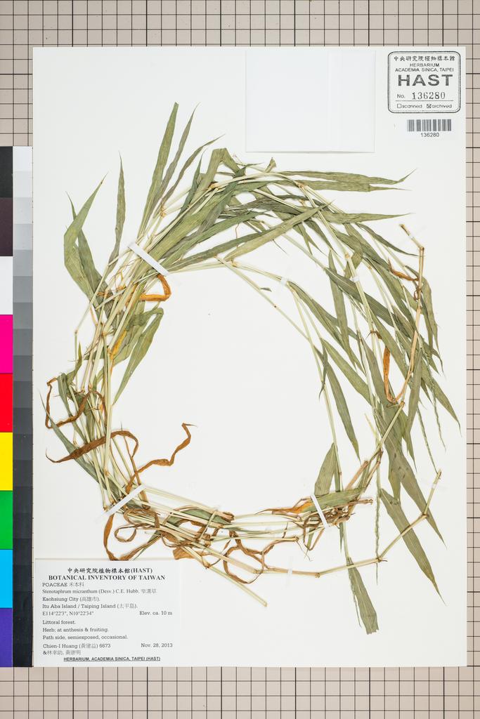 <Unit #124633 Huang, Chien-I | 黃建益 | 6673:: | Stenotaphrum micranthum (Desv.) C.E. Hubb.>