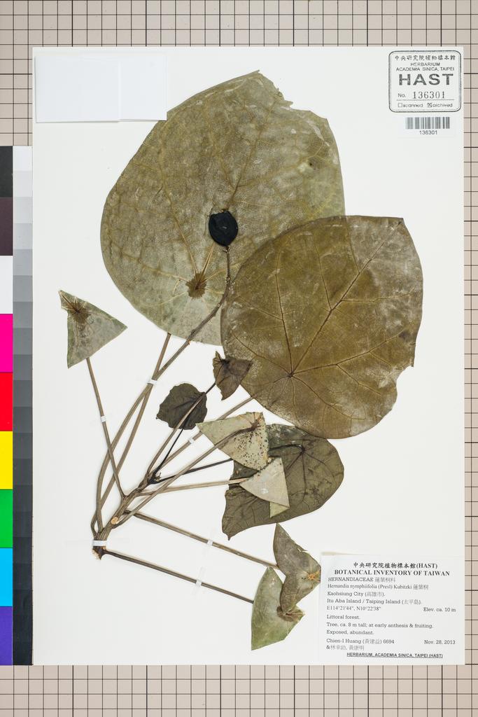 <Unit #124654 Huang, Chien-I | 黃建益 | 6694:: | Hernandia nymphiifolia (Presl) Kubitzki>