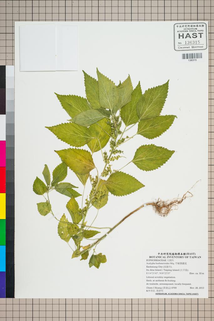 <Unit #124669 Huang, Chien-I | 黃建益 | 6709:: | Acalypha boehmerioides Miq.>