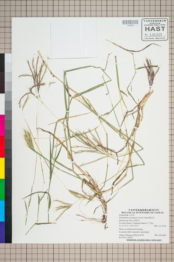 <Unit #124679 Huang, Chien-I | 黃建益 | 6719:: | Dichanthium annulatum (Forsk.) Stapf>