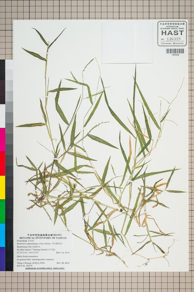 <Unit #124684 Huang, Chien-I | 黃建益 | 6724:: | Brachiaria subquadripara (Trin.) Hitchc.>