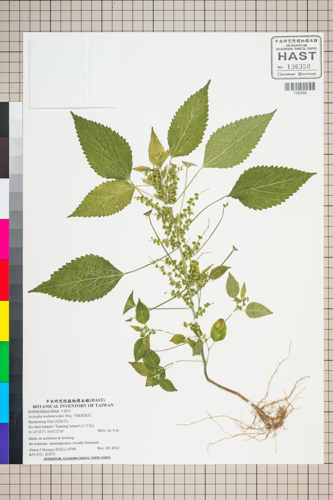 <Unit #124705 Huang, Chien-I | 黃建益 | 6745:: | Acalypha boehmerioides Miq.>