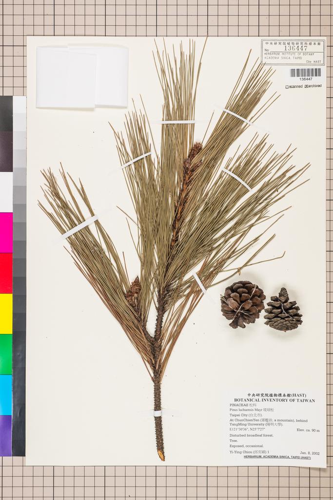 <Unit #124756 Chiou, Yi-Ying | 邱奕穎 | 1:: | Pinus luchuensis Mayr>