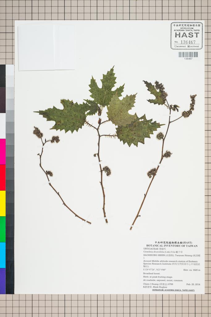 <Unit #124769 Huang, Chien-I | 黃建益 | 6799:: | Girardinia diversifolia (Link) Friis>